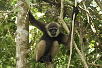 Agile Gibbon (Hylobates agilis) in rainforest tree, Camp Leaky, Tanjung Puting National Park, Indonesia