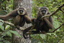Agile Gibbon (Hylobates agilis) pair, Camp Leaky, Tanjung Puting National Park, Indonesia
