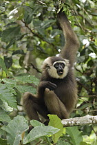Agile Gibbon (Hylobates agilis) calling, Camp Leaky, Tanjung Puting National Park, Indonesia