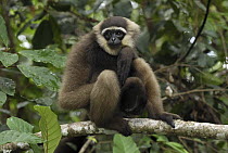 Agile Gibbon (Hylobates agilis), Camp Leaky, Tanjung Puting National Park, Indonesia