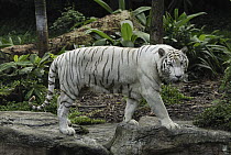 Tiger (Panthera tigris), white morph, captive animal, Singapore