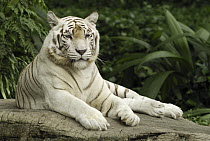 Tiger (Panthera tigris), white morph, captive animal, Singapore