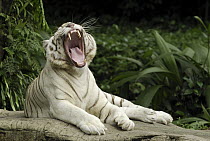 Tiger (Panthera tigris), white morph, captive animal yawning, Singapore