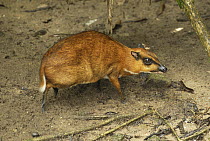 Lesser Malay Mouse Deer (Tragulus javanicus) in rainforest understory, Malaysia