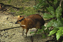 Lesser Malay Mouse Deer (Tragulus javanicus) in rainforest understory, Malaysia