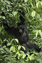 Siamang (Symphalangus syndactylus) hanging in rainforest tree, Sumatra, Indonesia