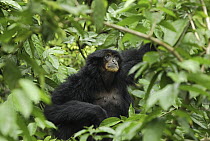 Siamang (Symphalangus syndactylus) in rainforest canopy, Sumatra, Indonesia