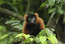 Red-ruffed Lemur (Varecia variegata ruber), Masoala National Park, Madagascar