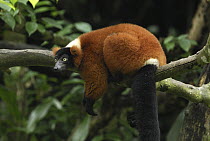 Red-ruffed Lemur (Varecia variegata ruber) resting, Masoala National Park, Madagascar