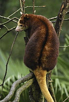 Matschie's Tree Kangaroo (Dendrolagus matschiei) portrait, endangered, found exclusively to the Huon Peninsula of Papua New Guinea