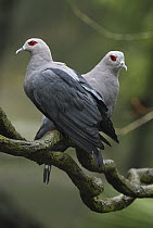 Pinon Imperial-Pigeon (Ducula pinon) pair, Papua New Guinea