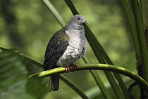 Pinon Imperial-Pigeon (Ducula pinon), Papua New Guinea
