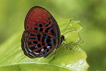 Malay Red Harlequin (Paralaxita damajanti) butterfly, Danum Valley Conservation Area, Borneo, Malaysia