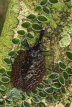 Fiddle Beetle (Mormolyce phyllodes), Danum Valley Conservation Area, Borneo, Malaysia