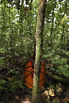 Fiddle Beetle (Mormolyce phyllodes) clinging to sapling, Danum Valley Conservation Area, Borneo, Malaysia