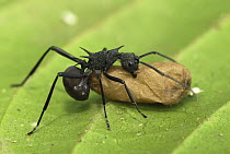 Spiny Ant (Polyrhachis sp) with cocoon, Danum Valley Conservation Area, Borneo, Malaysia