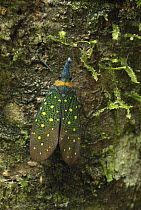 Fulgorid Planthopper (Fulgoridae) on tree trunk, Danum Valley Conservation Area, Borneo, Malaysia