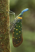 Fulgorid Planthopper (Fulgoridae), Danum Valley Conservation Area, Borneo, Malaysia