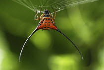 Curved Spiny Spider (Gasteracantha arcuata) on web, Danum Valley Conservation Area, Borneo, Malaysia