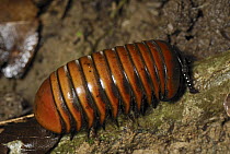 Pill Millipede (Glomeridae), Danum Valley Conservation Area, Borneo, Malaysia