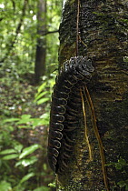 Millipede on tree trunk, Danum Valley Conservation Area, Borneo, Malaysia