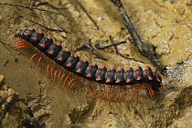 Millipede (Platyrhachus sp), Danum Valley Conservation Area, Borneo, Malaysia
