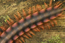 Millipede (Platyrhachus sp) detail showing warning coloration, Danum Valley Conservation Area, Borneo, Malaysia