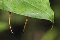 Tiger Leech (Haemadipsa picta) pair attached to underside of leaf, awaiting passing host, Danum Valley Conservation Area, Borneo, Malaysia