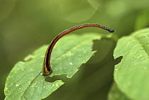 Tiger Leech (Haemadipsa picta) attached to leaf, awaiting passing host, Danum Valley Conservation Area, Borneo, Malaysia