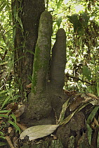 Termite (Dicuspiditermes sp) mounds in rainforest interior, Danum Valley Conservation Area, Borneo, Malaysia