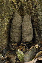 Termite (Dicuspiditermes sp) mounds at base of tree, Danum Valley Conservation Area, Borneo, Malaysia
