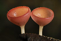 Cup Fungus (Cookeina tricholoma) pair, Danum Valley Conservation Area, Borneo, Malaysia