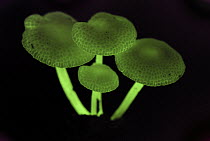 Fluorescent Fungus (Mycena illuminans) glowing at night, Danum Valley Conservation Area, Borneo, Malaysia