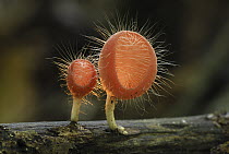 Cup Fungus (Cookeina sp), Danum Valley Conservation Area, Borneo, Malaysia