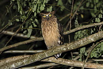 Buffy Fish-Owl (Ketupa ketupu), Danum Valley Conservation Area, Boreno, Malaysia
