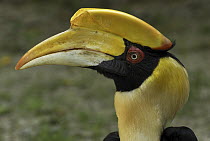 Great Hornbill (Buceros bicornis), Thailand