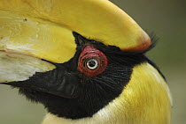 Great Hornbill (Buceros bicornis) detail of face, Thailand