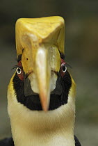 Great Hornbill (Buceros bicornis) portrait, Thailand