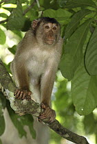 Pig-tailed Macaque (Macaca nemestrina), Sabah, Borneo, Malaysia