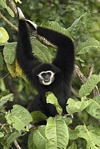 White-handed Gibbon (Hylobates lar) in tree, Thailand