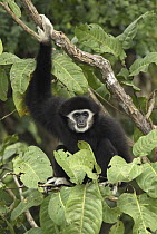 White-handed Gibbon (Hylobates lar) in tree, Thailand
