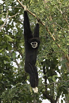 White-handed Gibbon (Hylobates lar) hanging in tree, Thailand
