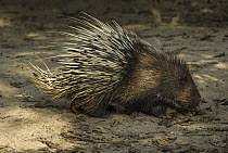 Malayan Porcupine (Hystrix brachyura), Thailand