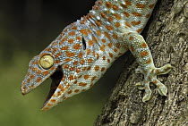 Tokay Gecko (Gekko gecko), in defensive posture, Thailand