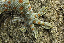 Tokay Gecko (Gekko gecko) foot, Thailand