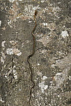 Twin-barred Tree Snake (Chrysopelea pelias) climbing up tree, Danum Valley Conservation Area, Malaysia