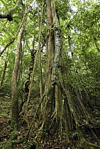 Weeping Fig (Ficus benjamina) in rainforest interior, Danum Valley Conservation Area, Borneo, Malaysia