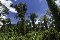 Tall trees covered with plants in lowland rainforest, Danum Valley Conservation Area, Borneo, Malaysia