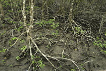 Mangrove forest at low tide showing aerial roots, Sabah, Borneo, Malaysia