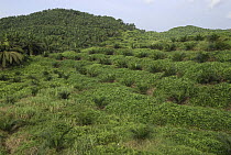 African Oil Palm (Elaeis guineensis) plantation in deforestated area, Sabah, Borneo, Malaysia